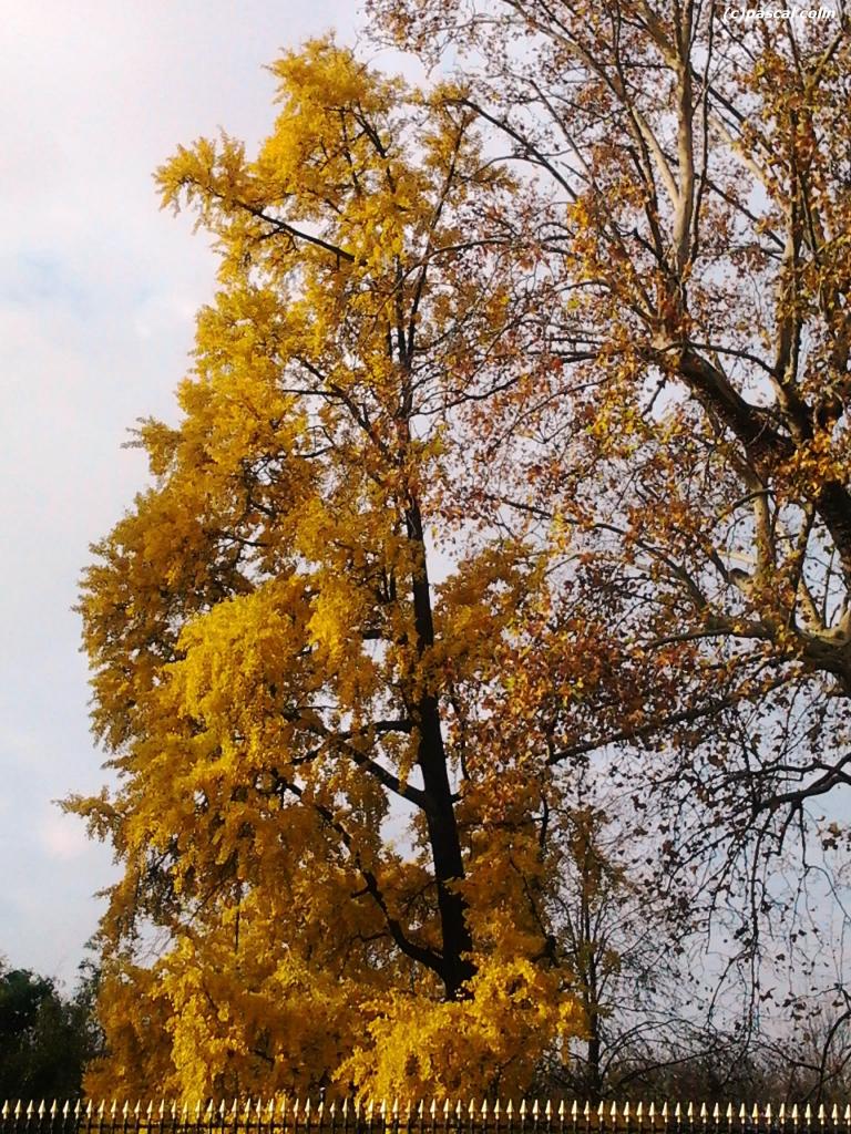 L'arbre aux 40 écus