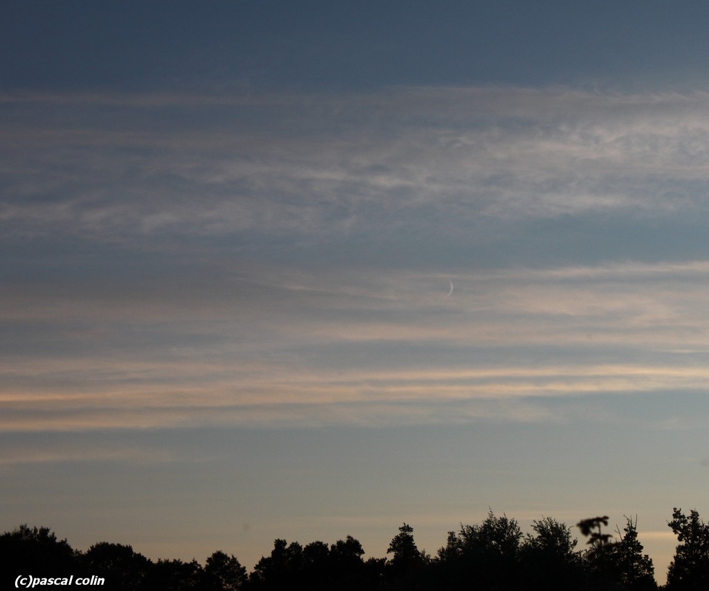 Plume