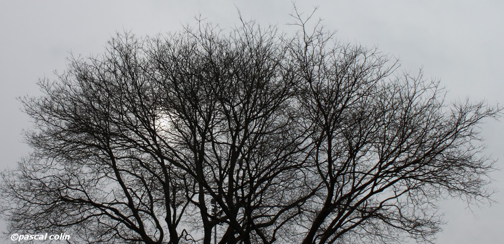 Soleil d'hiver