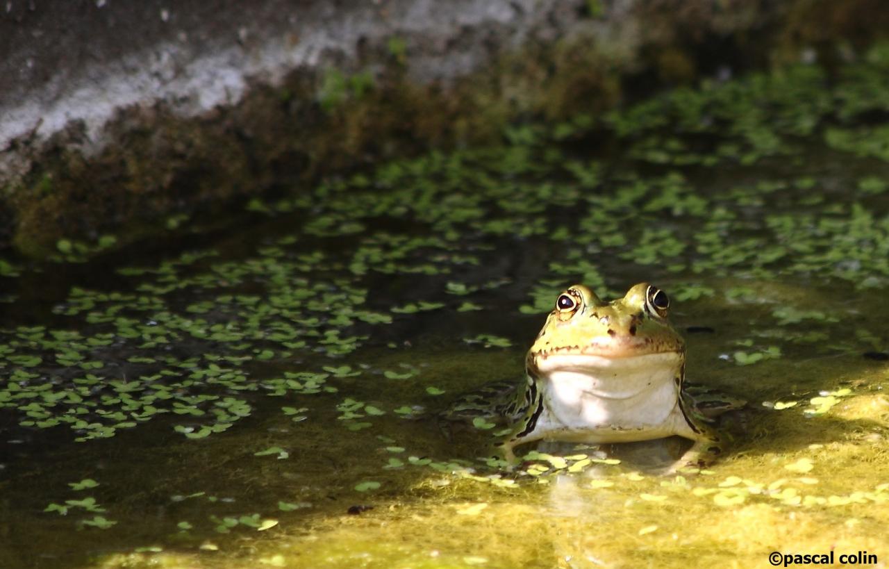 Grenouille en son lavoir