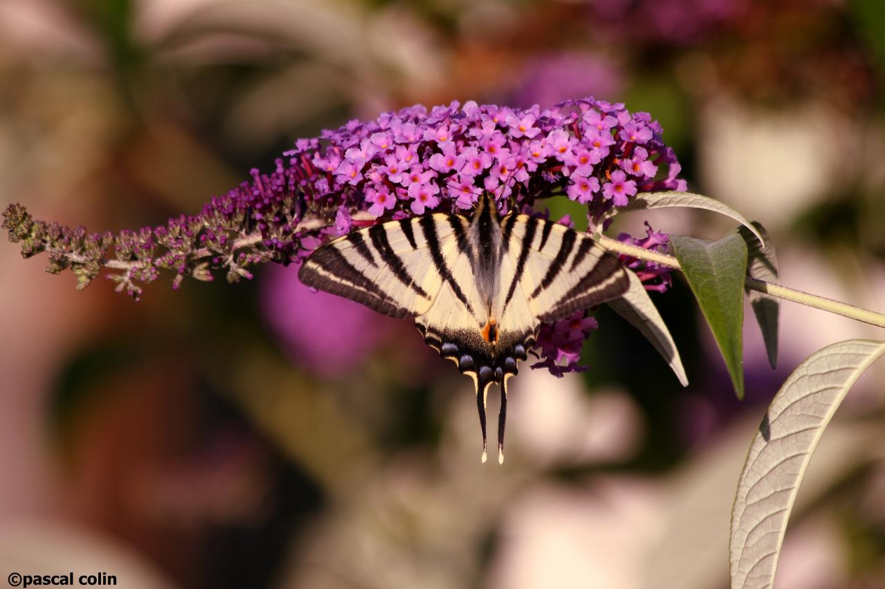 Machaon