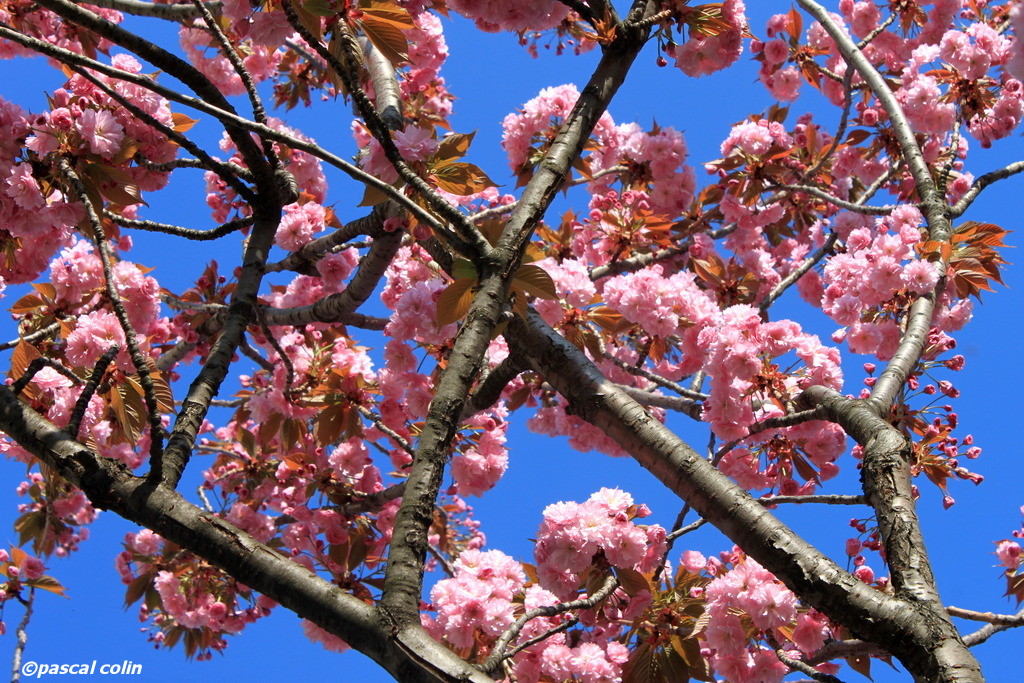 Fleurs sur bois