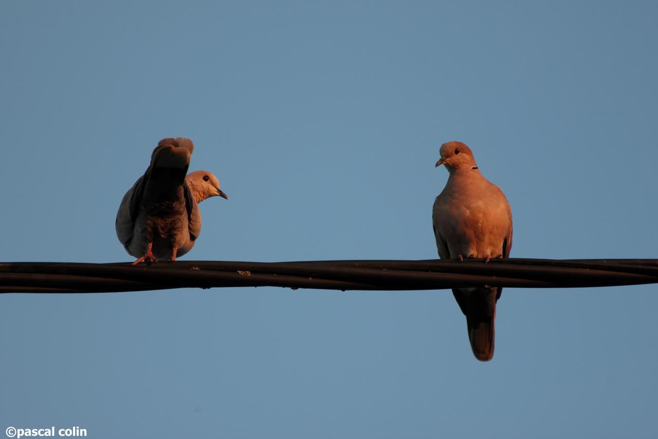 Tourterelles au coucher de soleil