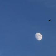 Lune au corbeau