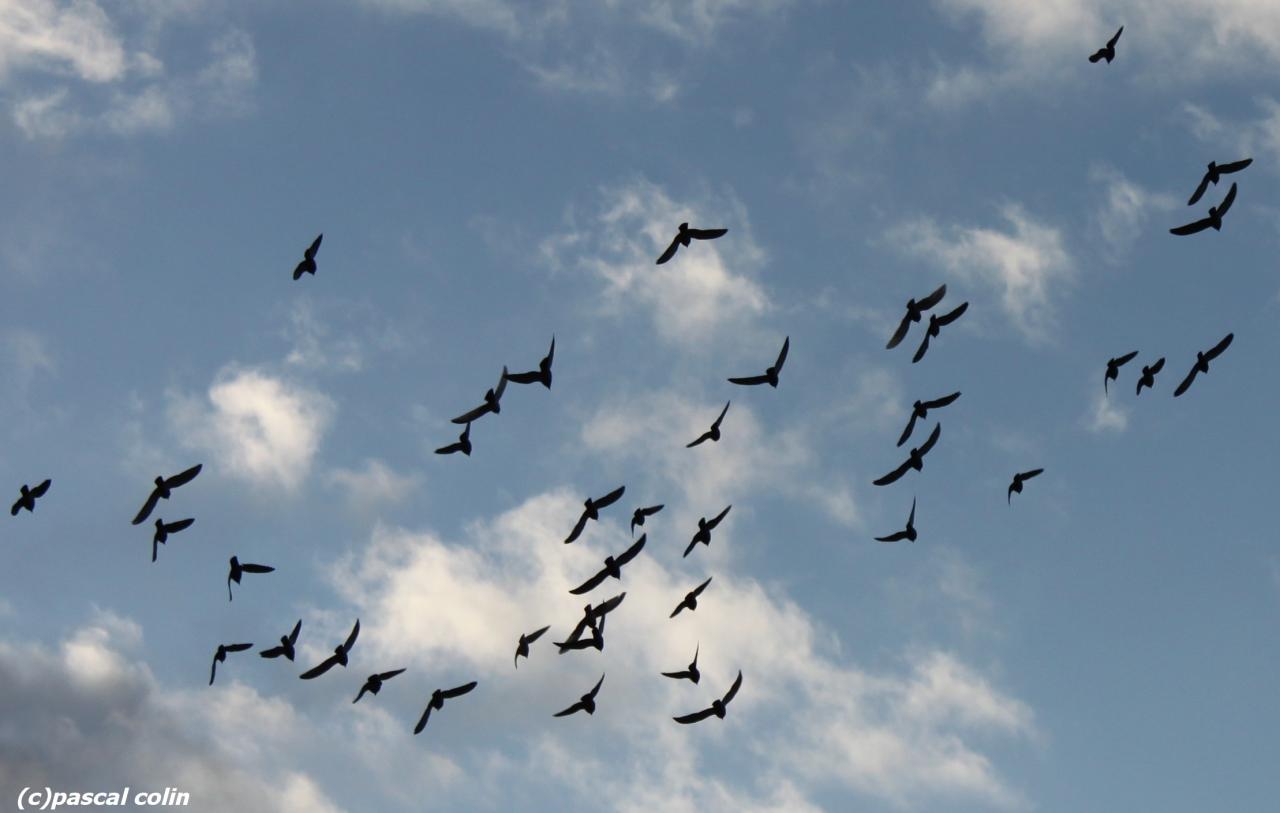 Pigeons plongeurs