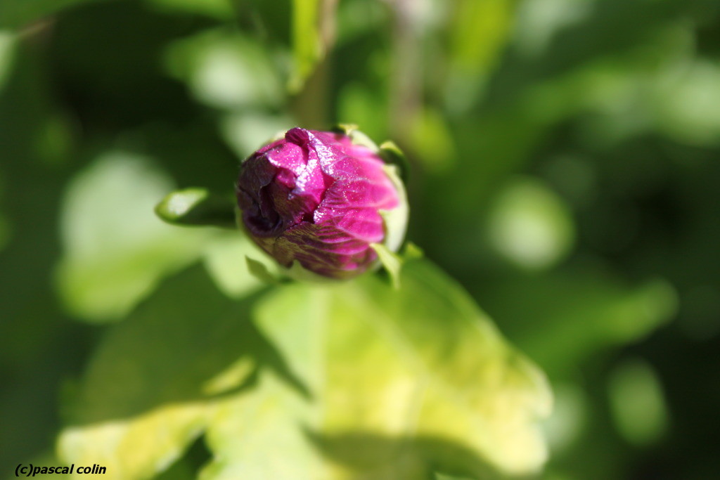 Fleur d'hibiscus