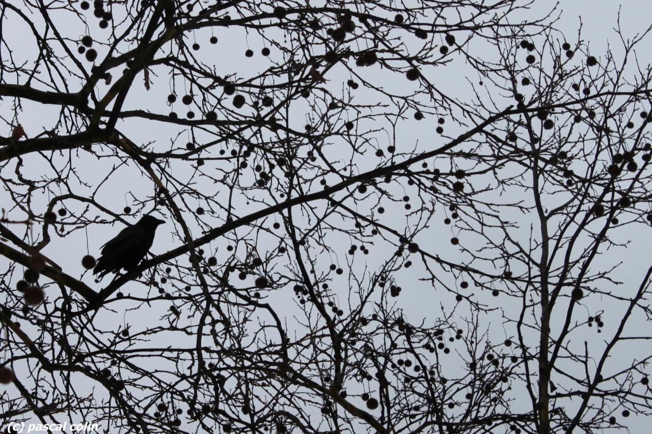 Corneille en son arbre effeuillé