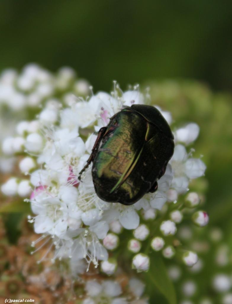 Chrysamèle