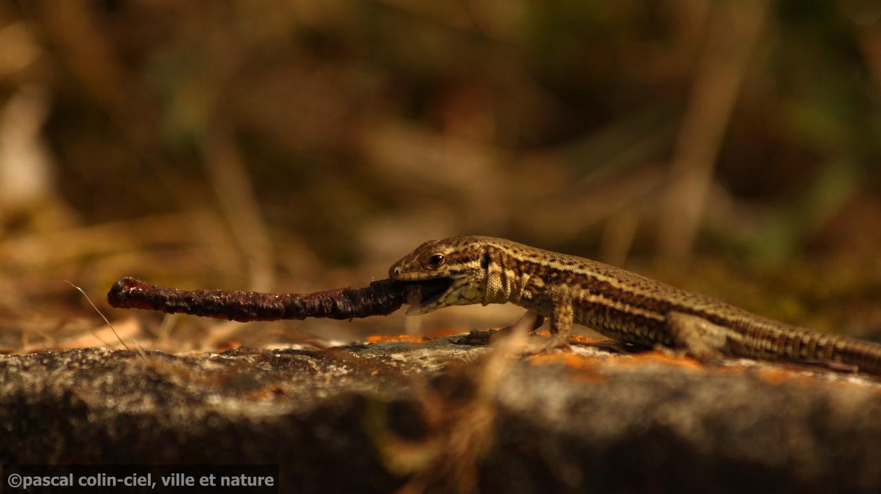 Le lézard au bout de bois
