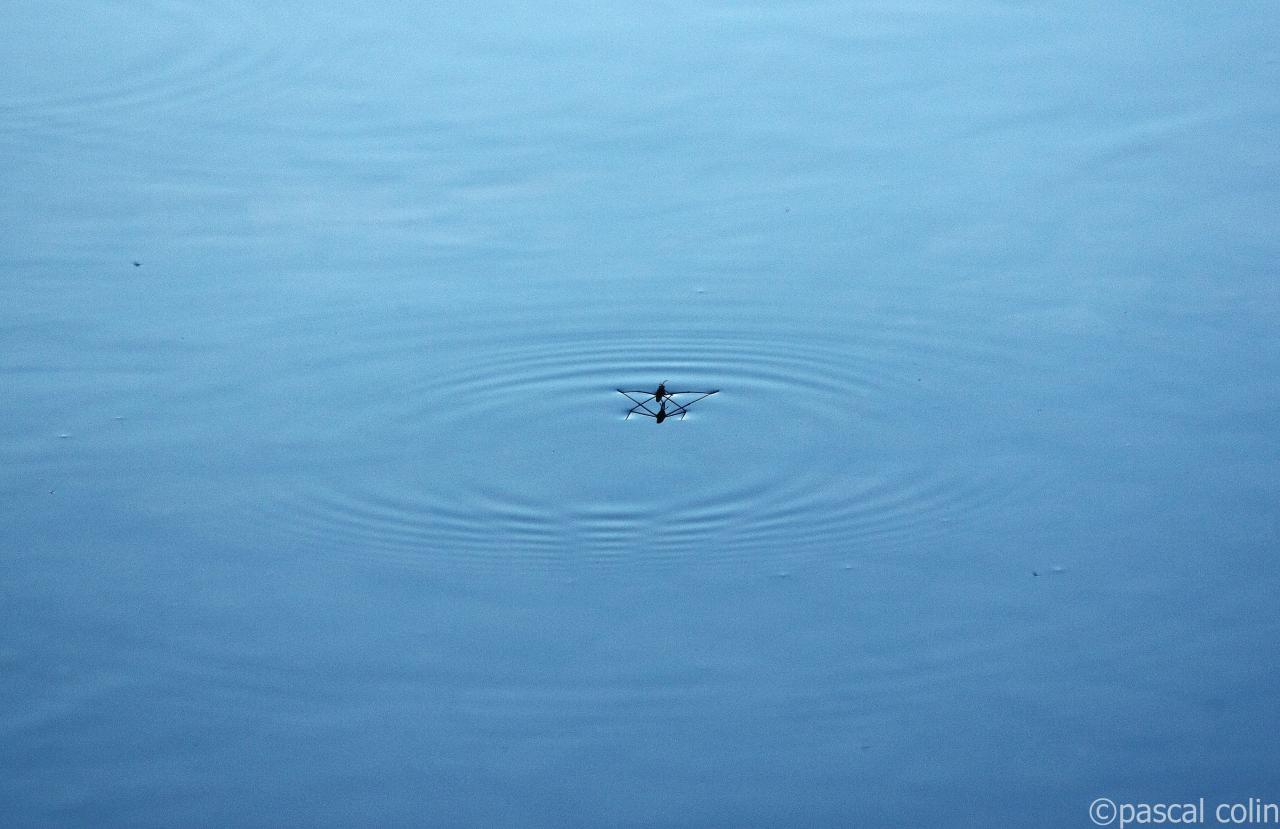 Aquatique solitude