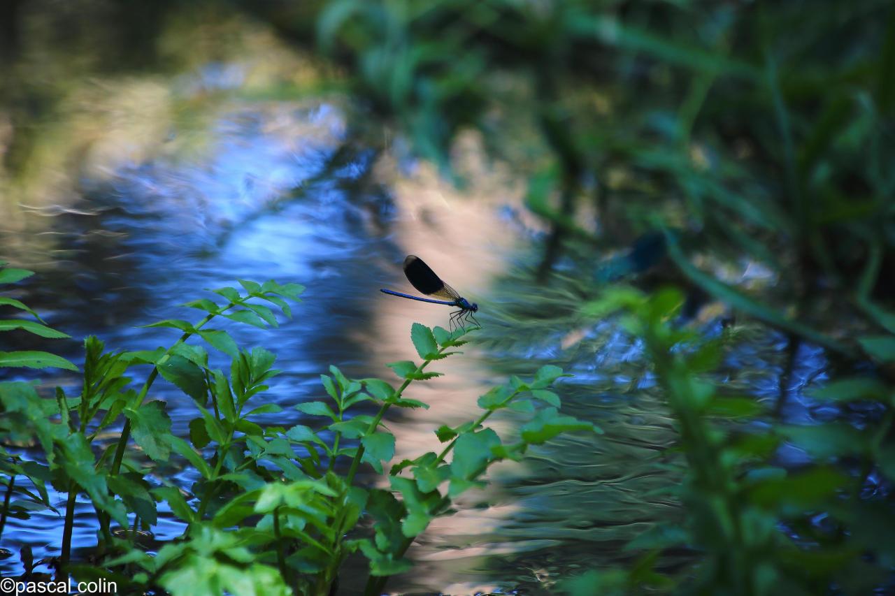 Sur la feuille